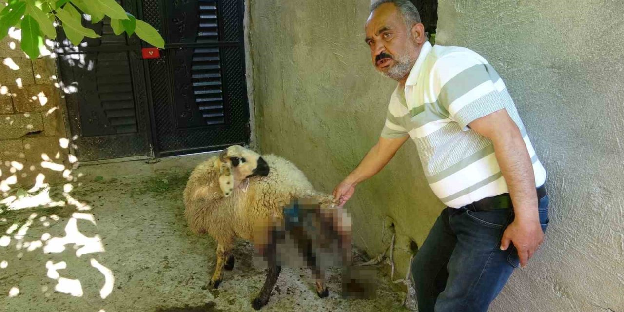 Besni'de sokak köpekleri köylülerin hayvanlarına saldırdı