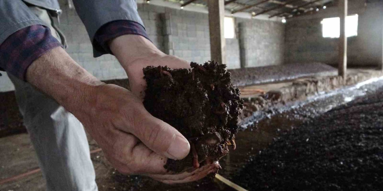 Sıvı solucan gübresiyle tarımda yüzde 30 verim artışı