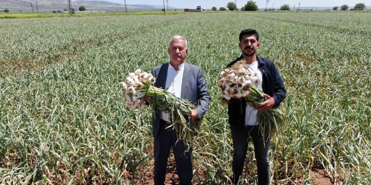 Antep’te AB tescilli Araban sarımsağının hasadı başladı
