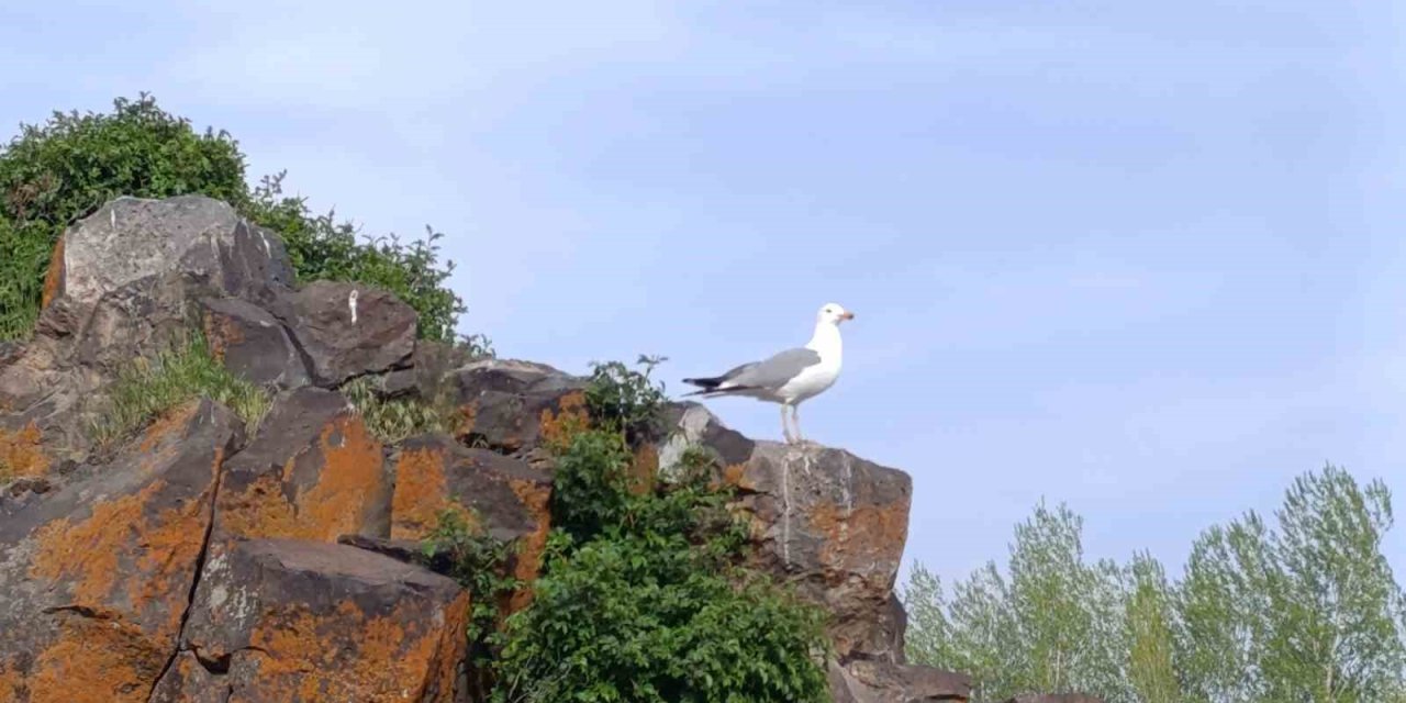 Martıların inci kefali ’nöbeti’ başladı
