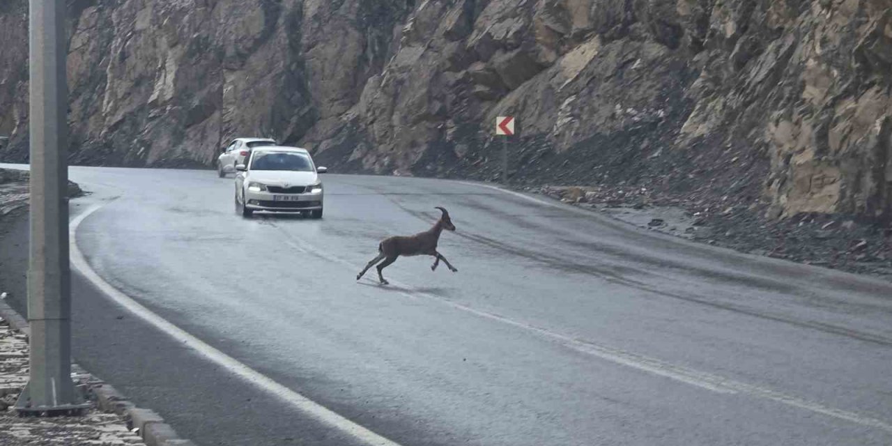 Hakkari-Van karayolunda dağ keçileri kara yoluna indi