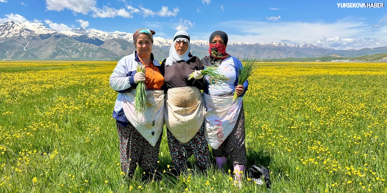 Yüksekova’da kadınların sirik mesaisi