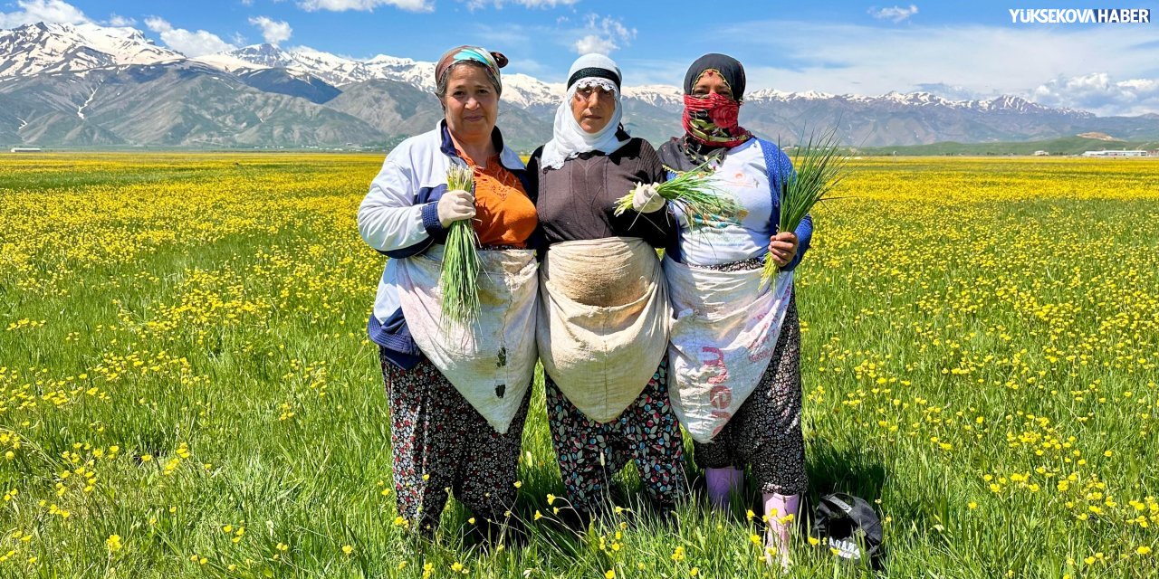 Yüksekova’da kadınların sirik mesaisi