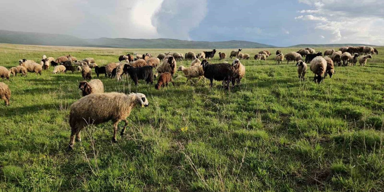 Yayla zamanı: Besiciler 7 aylık göçe başladı