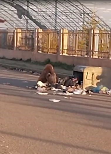 Ardahan'da mahalleye inen bozayı çöpte yiyecek aradı