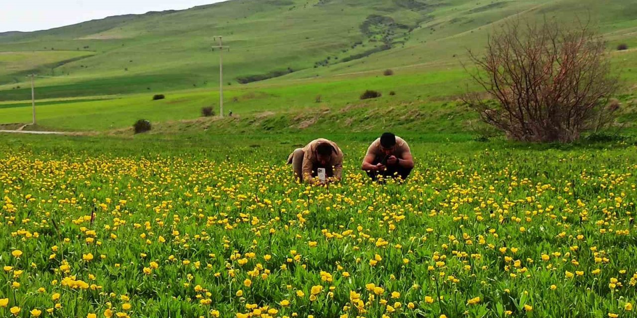 Ahlat’ta ovalar düğün çiçekleri ve mor sümbüllerle şenlendi