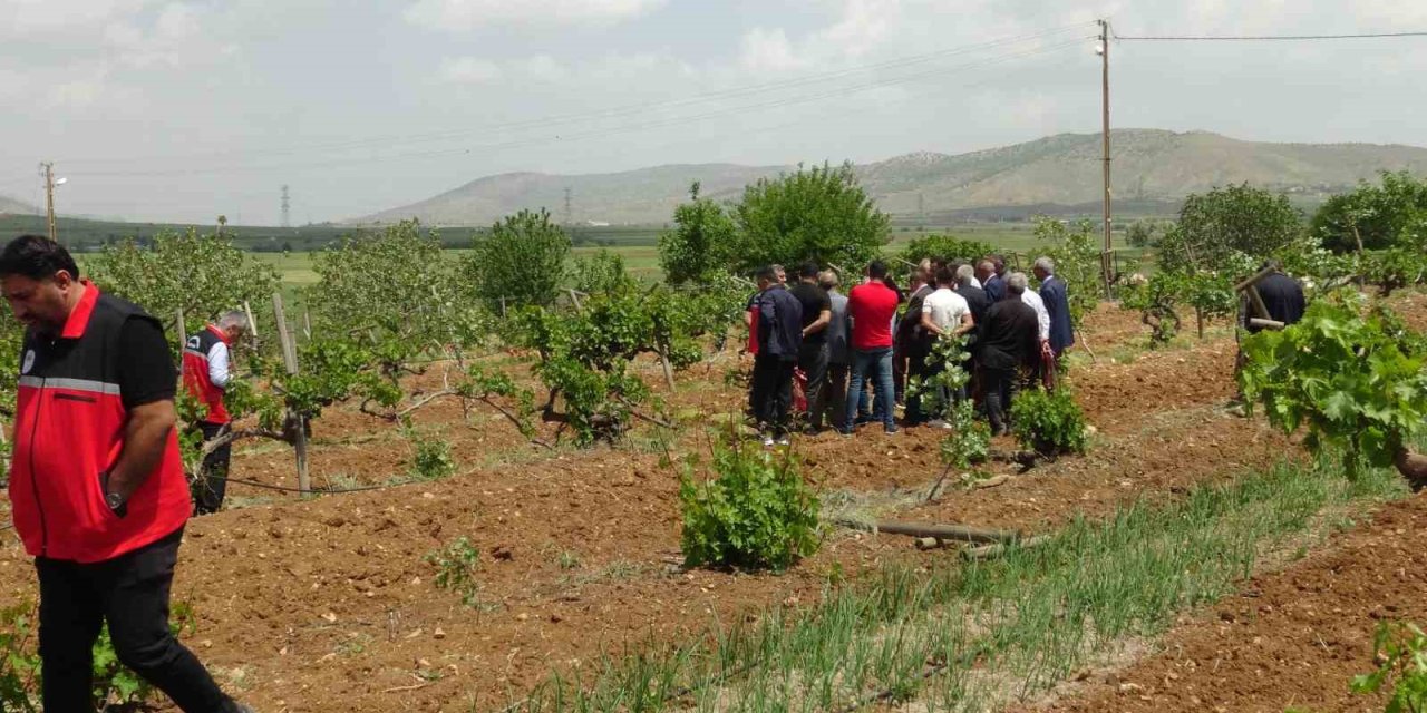 Batman'da üzüm yetiştiriciliği için yeni proje başlatıldı
