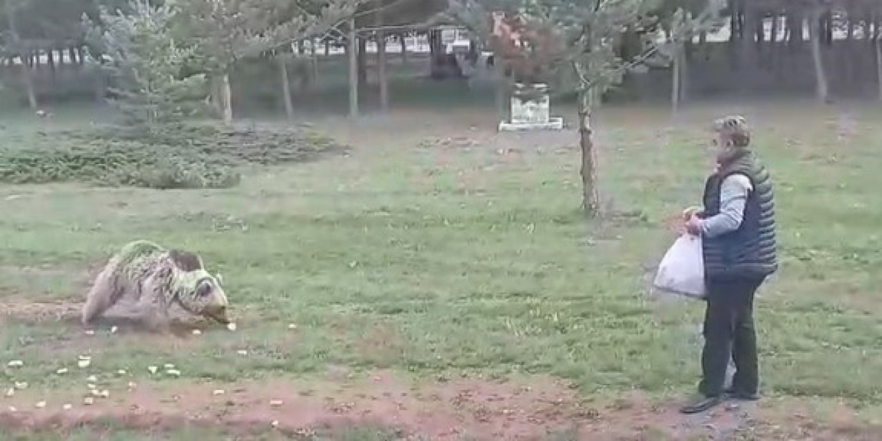 Çemşit ismini verdiği bozayıyı beslerken eşi o anları kayıt altına aldı