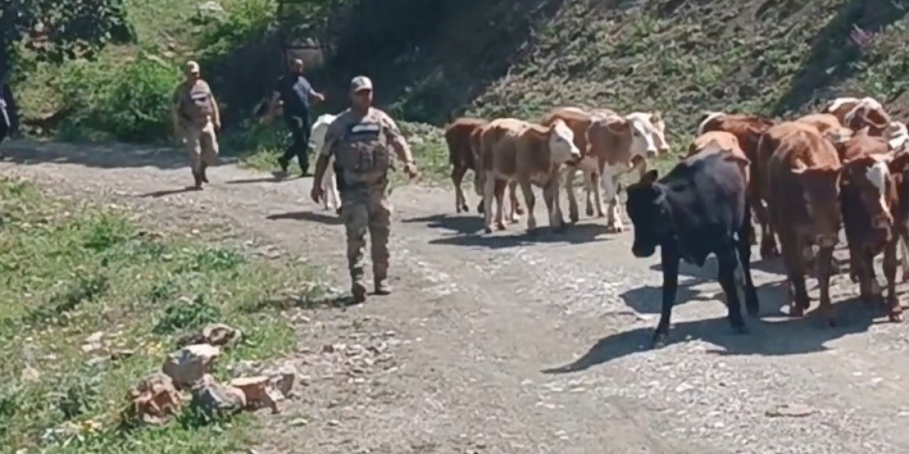 Sason'da kayıp 15 büyükbaş hayvan, jandarma tarafından bulundu