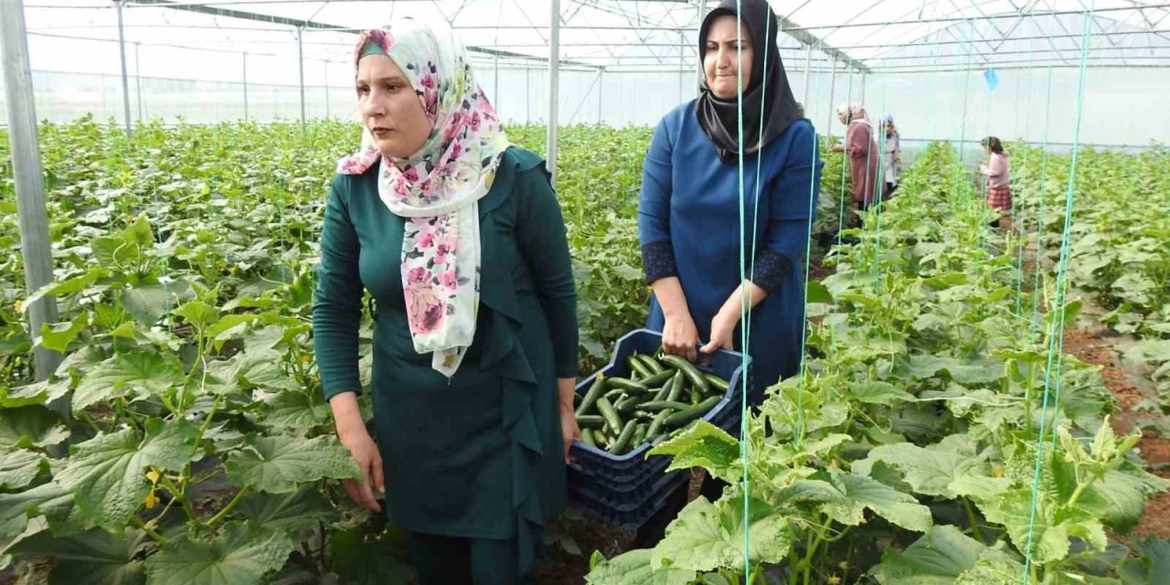 Yavuzeli'nde seracı kadınlar günlük 500 kilo ürün alıyor