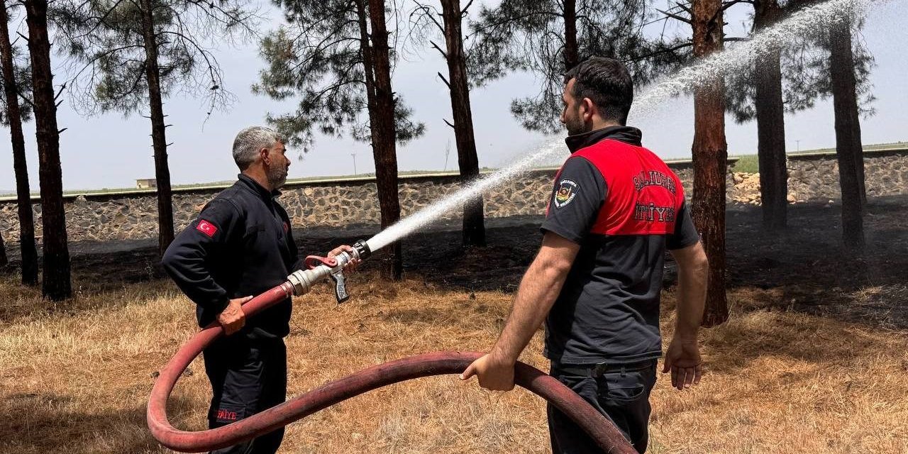 Suruç'ta ormanlık alandaki ağaçlar yandı