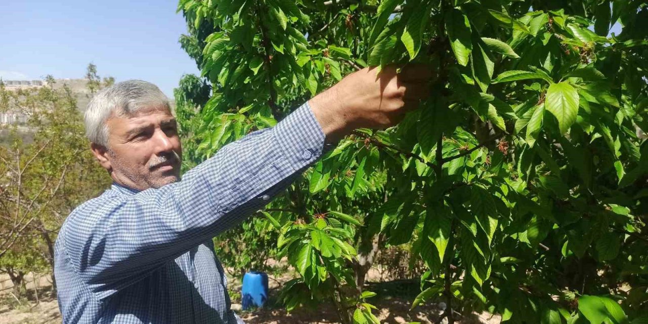 Zirai donun zarara yol açtığı Malatya’da kiraz yaprağı ümit oldu