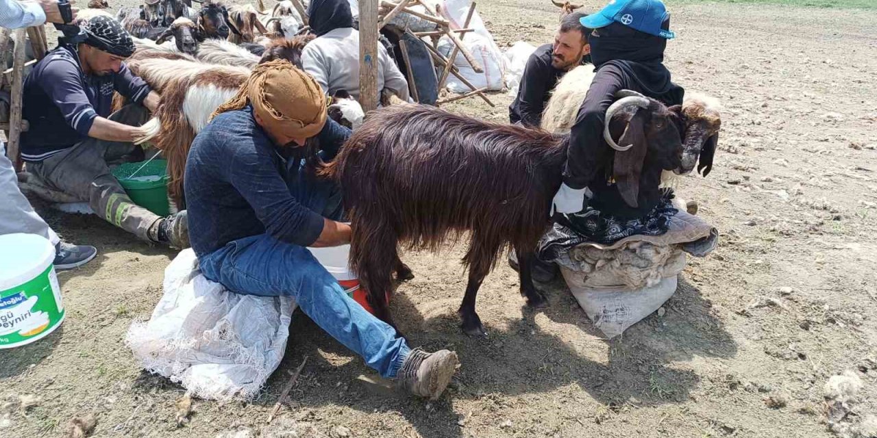 Yaylada kalan göçerler peynir üretiyor