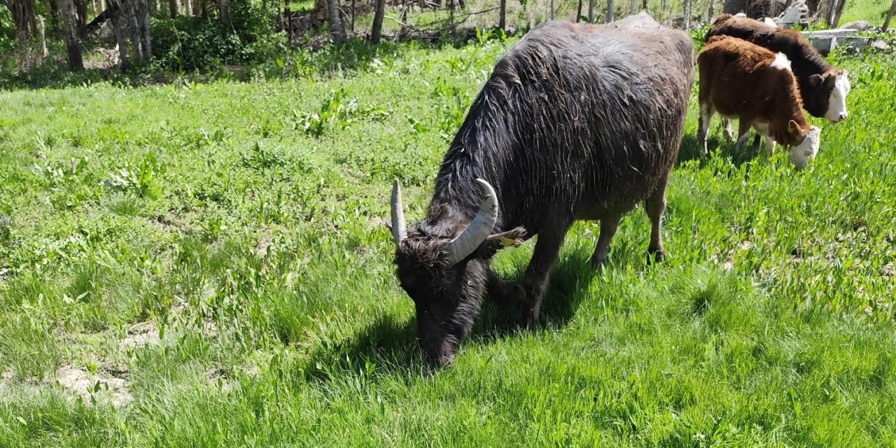 Malazgirt'te kaybolan manda Patnos’ta ortaya çıktı; 50 kilometre yürümüş, Murat Nehri’ni geçmiş