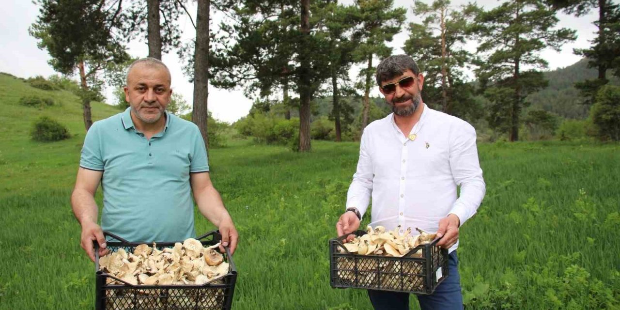 Vatandaşlara "zehirli mantar" uyarısı