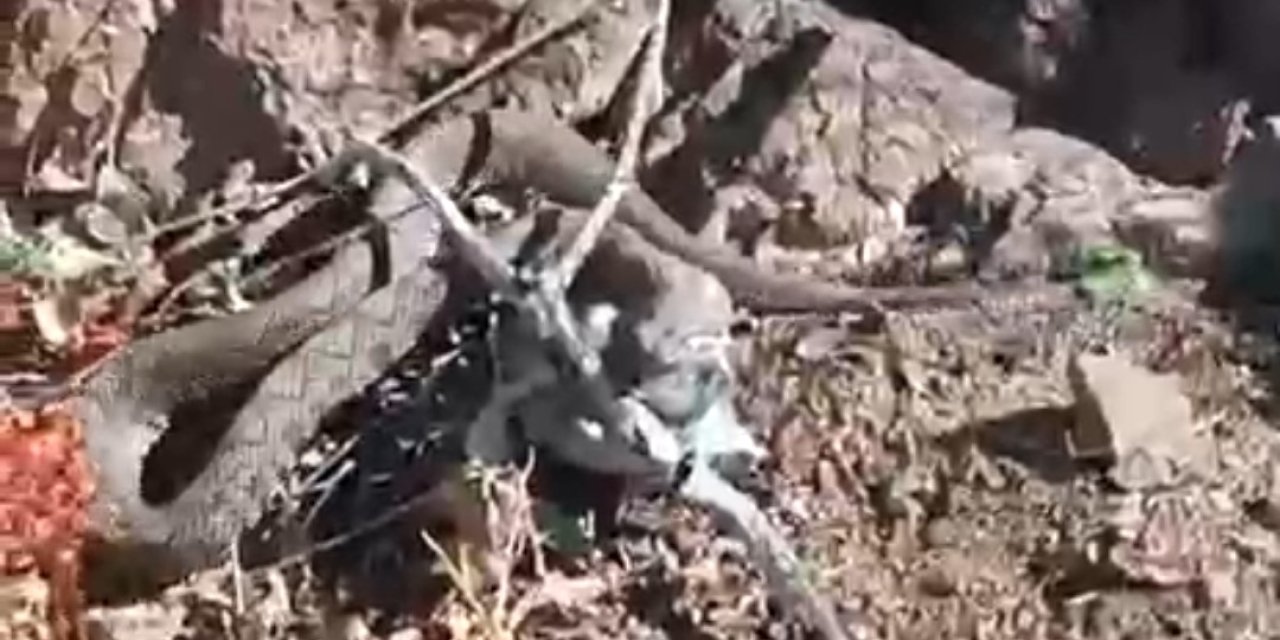Erek Dağı’nda zehirli radde engereği görüntülendi