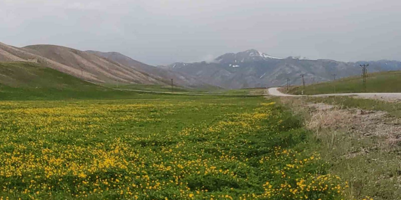 Van’da dağların zirvesinde kar, ovalarında çiçekler
