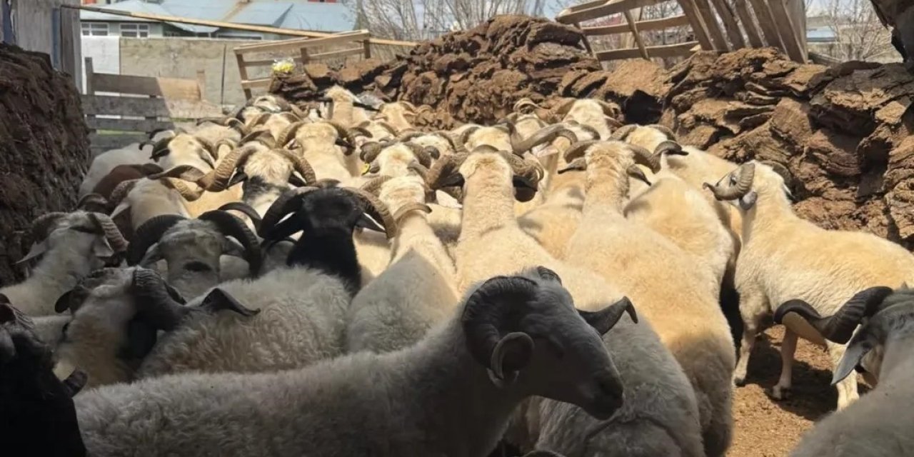 Diyadin’de küçükbaş hayvanlara küpeleme ve aşı çalışmaları sürüyor