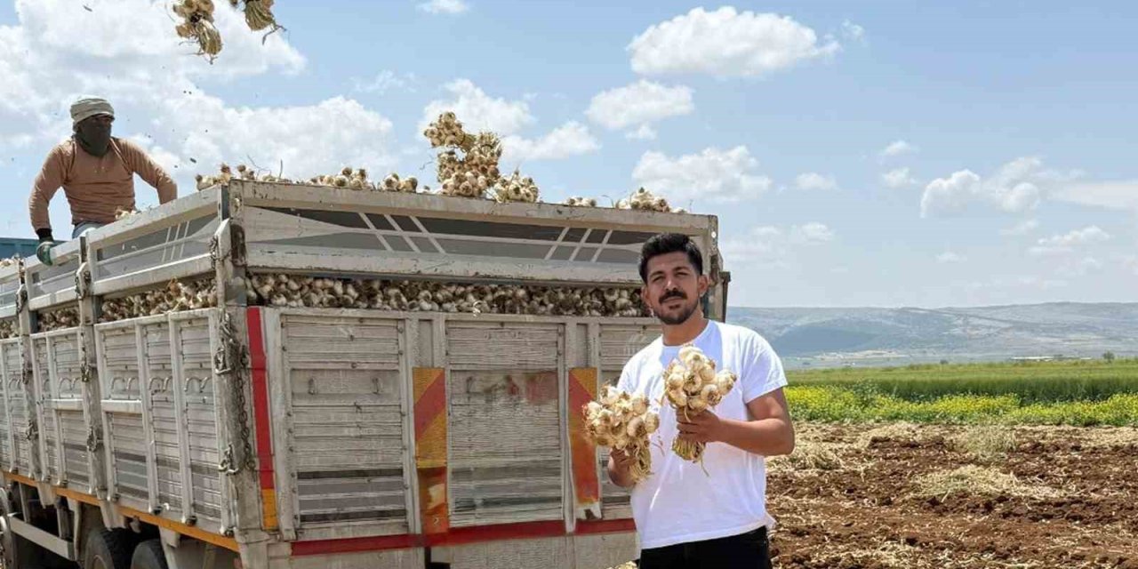 Genç ziraat mühendisi, babasının sarımsaklarını bilinçli şekilde yetiştiriyor