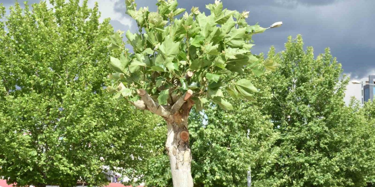 Diyarbakır’daki çınar ağaçları, fungal hastalığa karşı korunacak