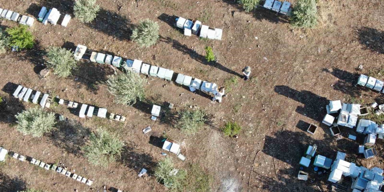 Mehmet Uçar, astım hastası annesi için başladığı arıcılıkta 2 ton bal üretimine ulaştı