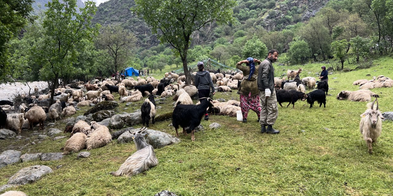 Yüksekova’da berivanların zorlu yayla mesaisi başladı