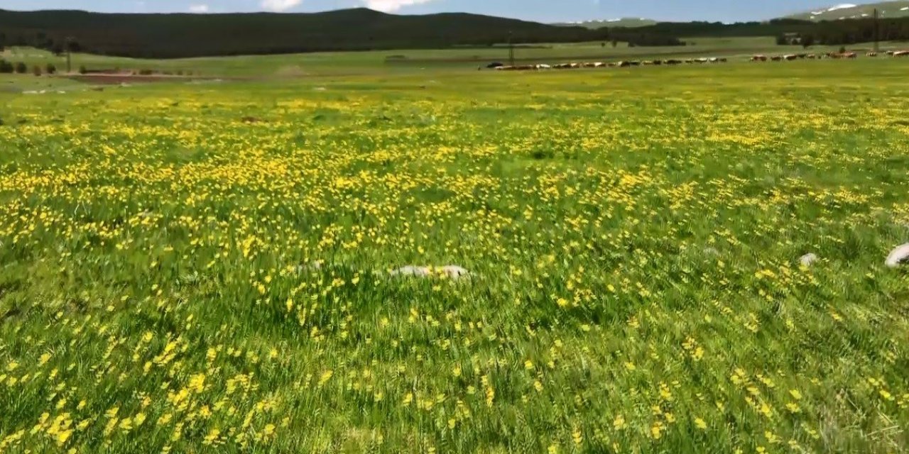 Sarıkamış'ta yağmurlar sonrası sarıçiçekler kartpostal gibi görüntüler oluşturdu