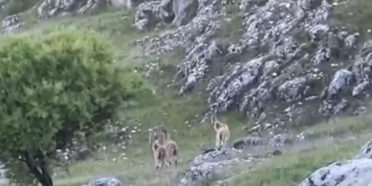 Elazığ'da koruma altındaki dağ keçileri ve kurt, vatandaşlar tarafından görüntülendi