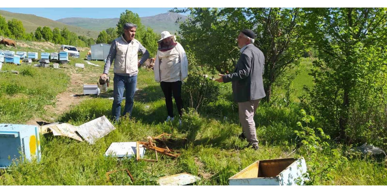 Bal avcısı ayılar ikinci kez arı kovanına saldırdı