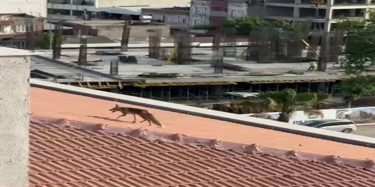 Adıyaman’da tilki paniği! Ekipler harekete geçti