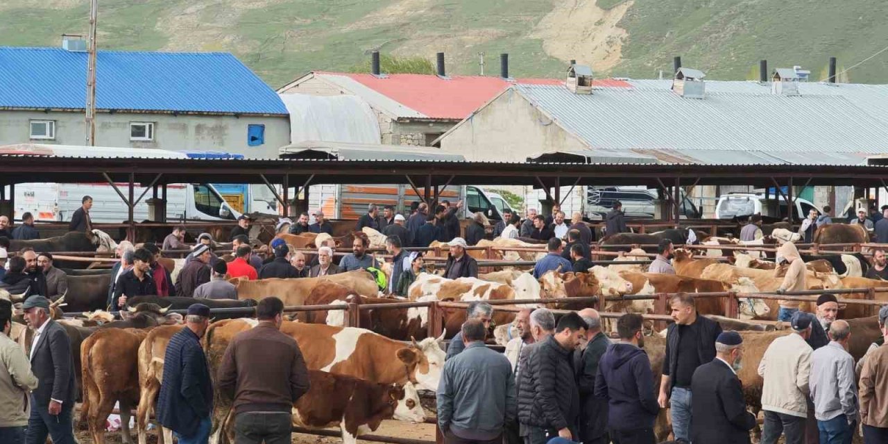 Kurbanlıklar görücüye çıktı