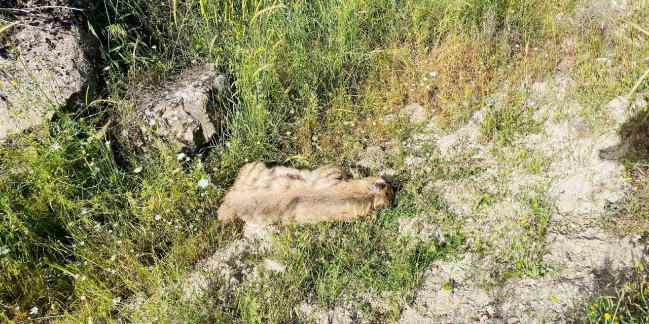 Gerger’de otomobil çizgili sırtlana çarptı