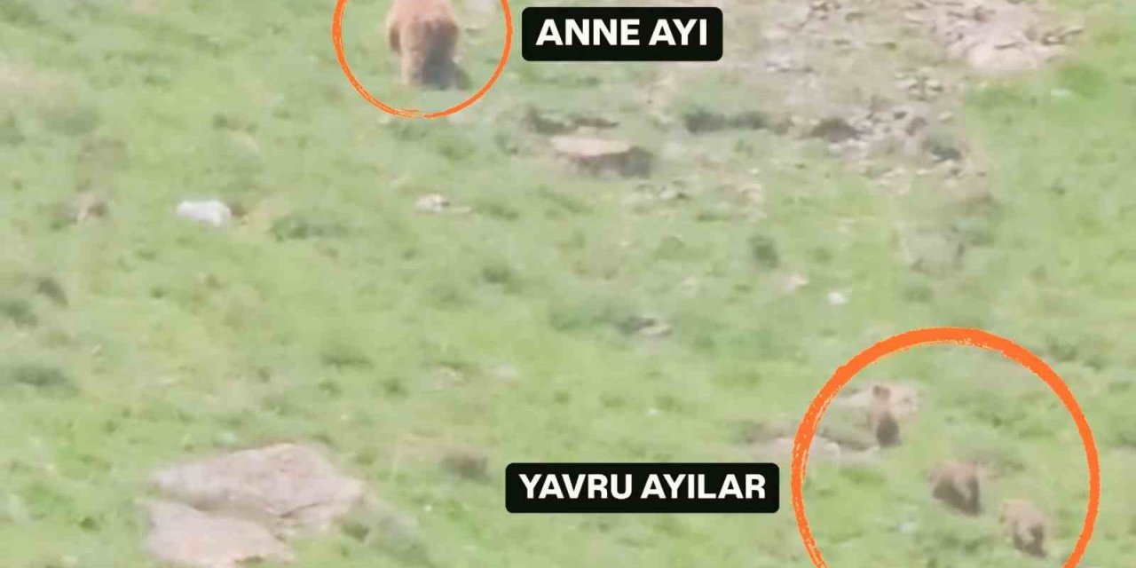 Hakkari’de anne ayı yavrularıyla görüldü