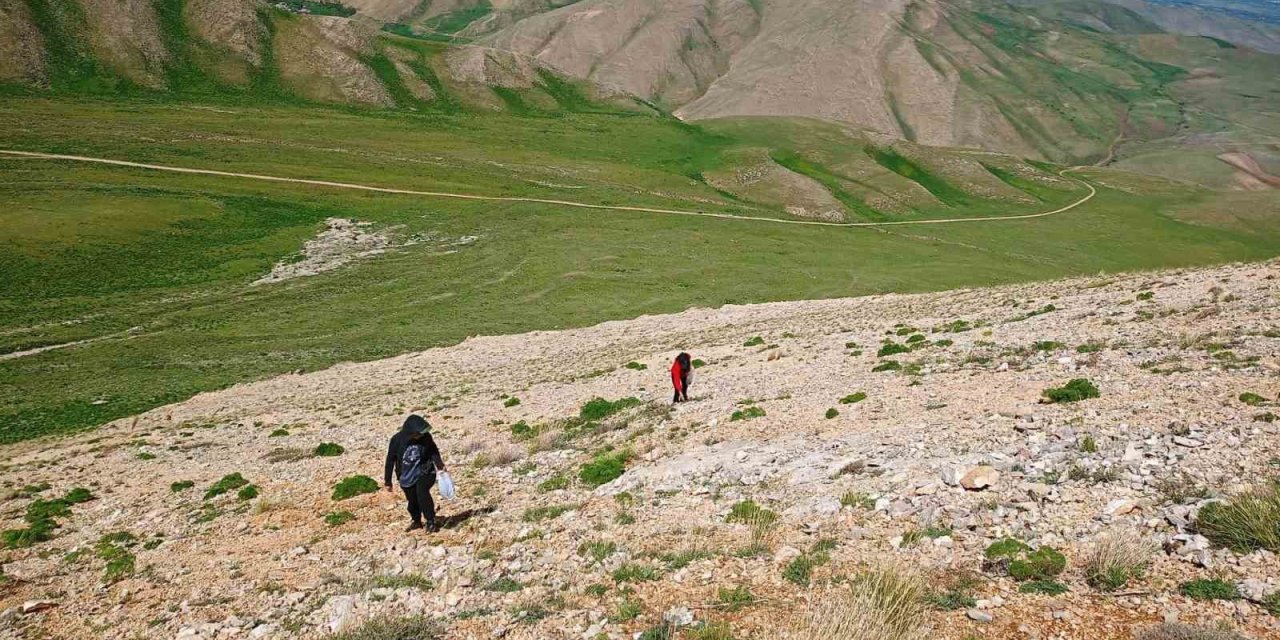 Heliz otu ve mantar zehirlenmesi uyarısı