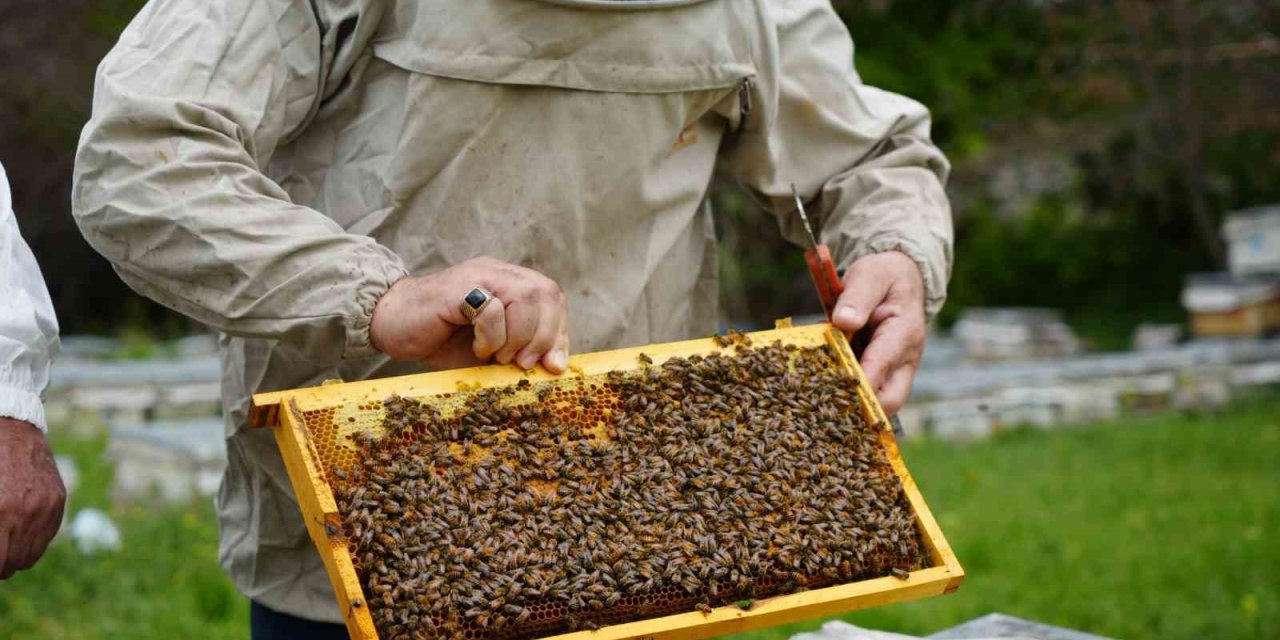 Erzincan’da 100 bin üzeri kolonide 1 milyon kilo bal üretiliyor