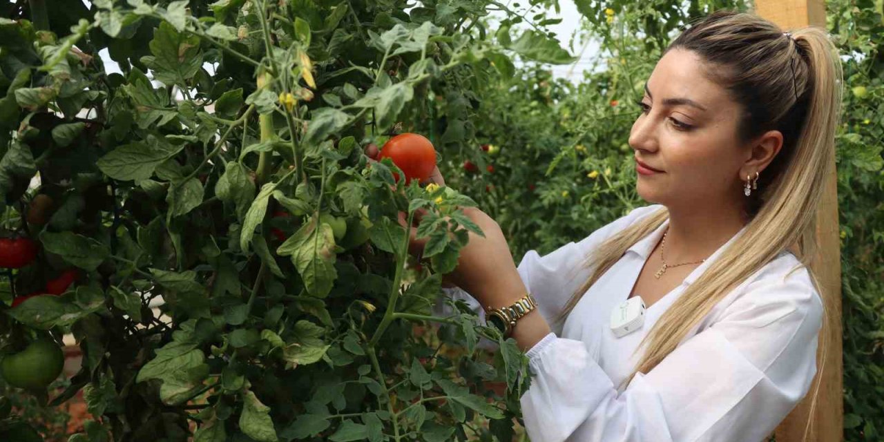 Urfa’da sebzeler hem sofraya hem de ekonomiye katkı sağlıyor