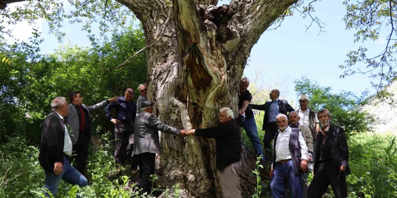 Yaklaşık 300 yıllık ceviz ağacı dimdik ayakta