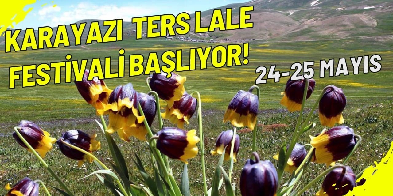 Karayaz'da ters lale festivali