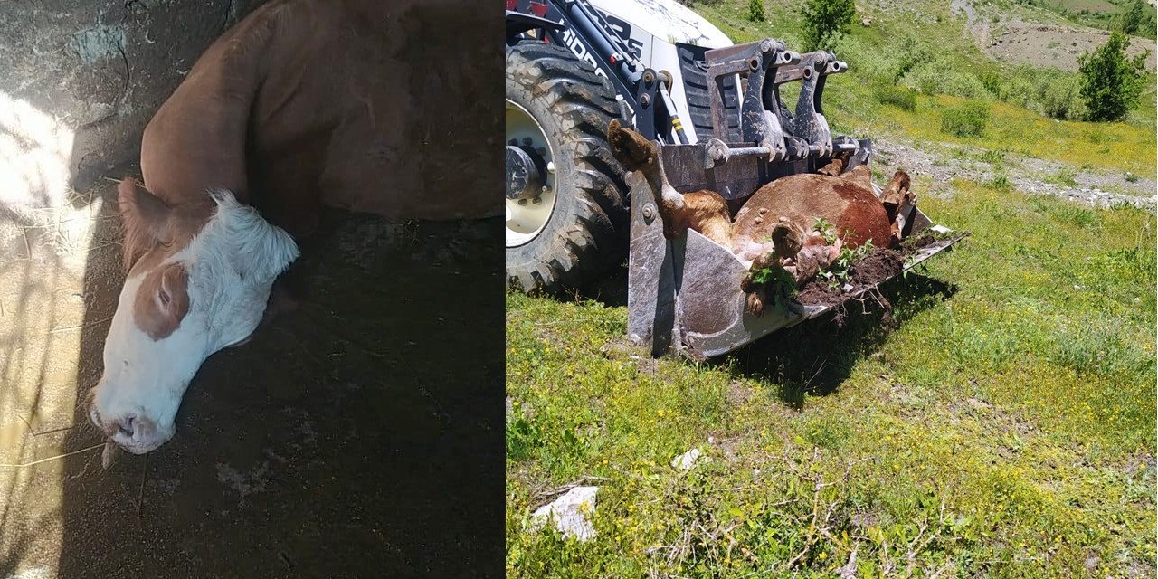4 çocuklu anne Açar, süt ineğinin ölmesiyle büyük bir üzüntü yaşadı