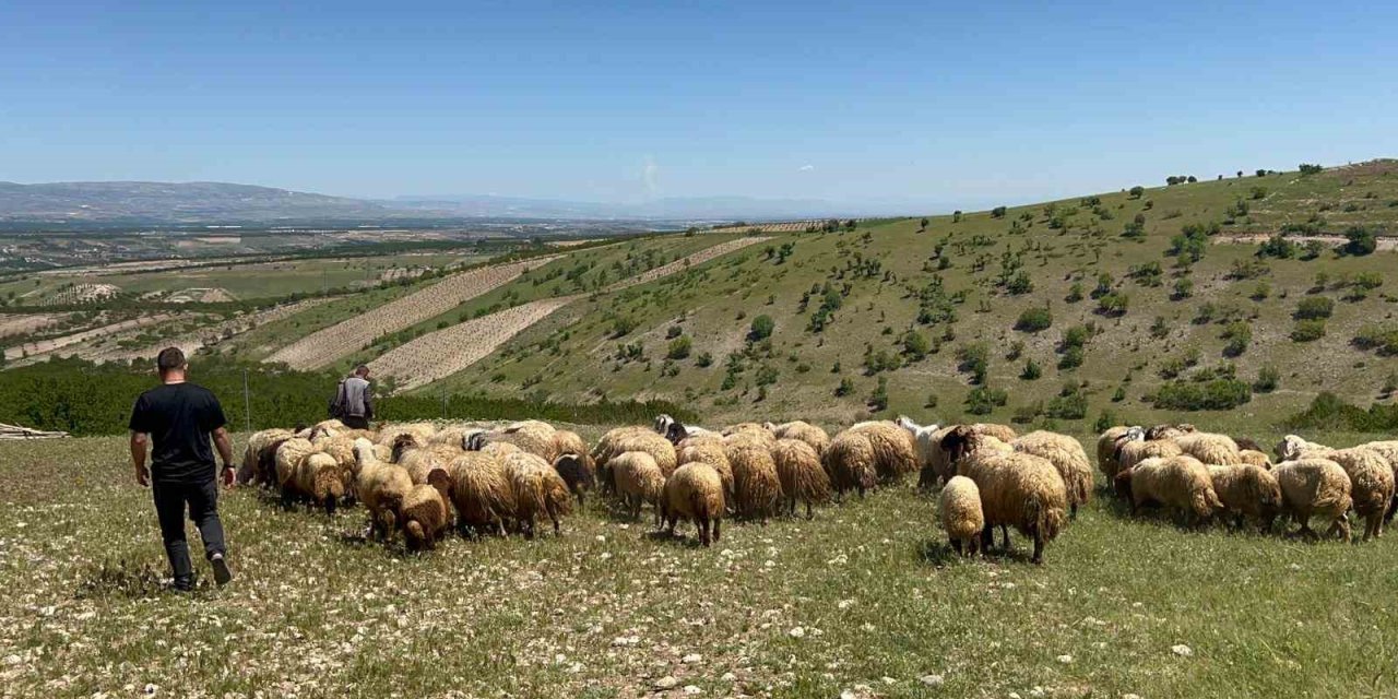 Malatya’da yetiştiriciler yayla yoluna çıktı