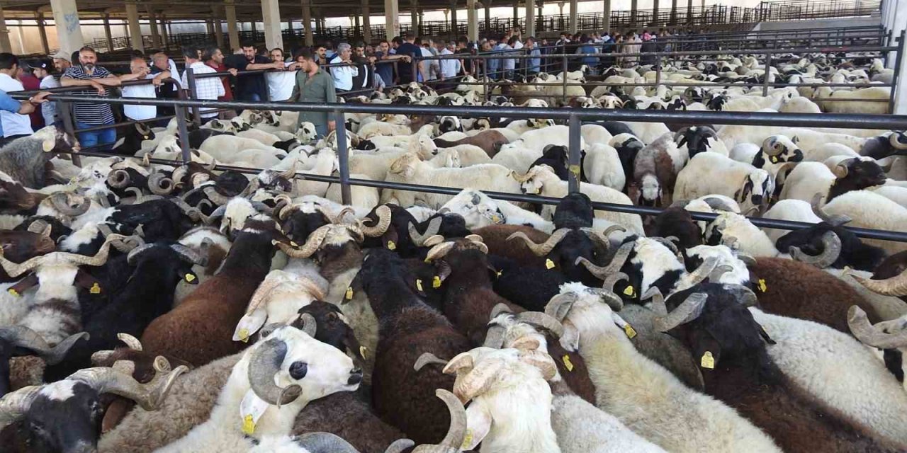 Kurban Bayramı öncesi Antep'teki hayvan pazarları hareketlendi