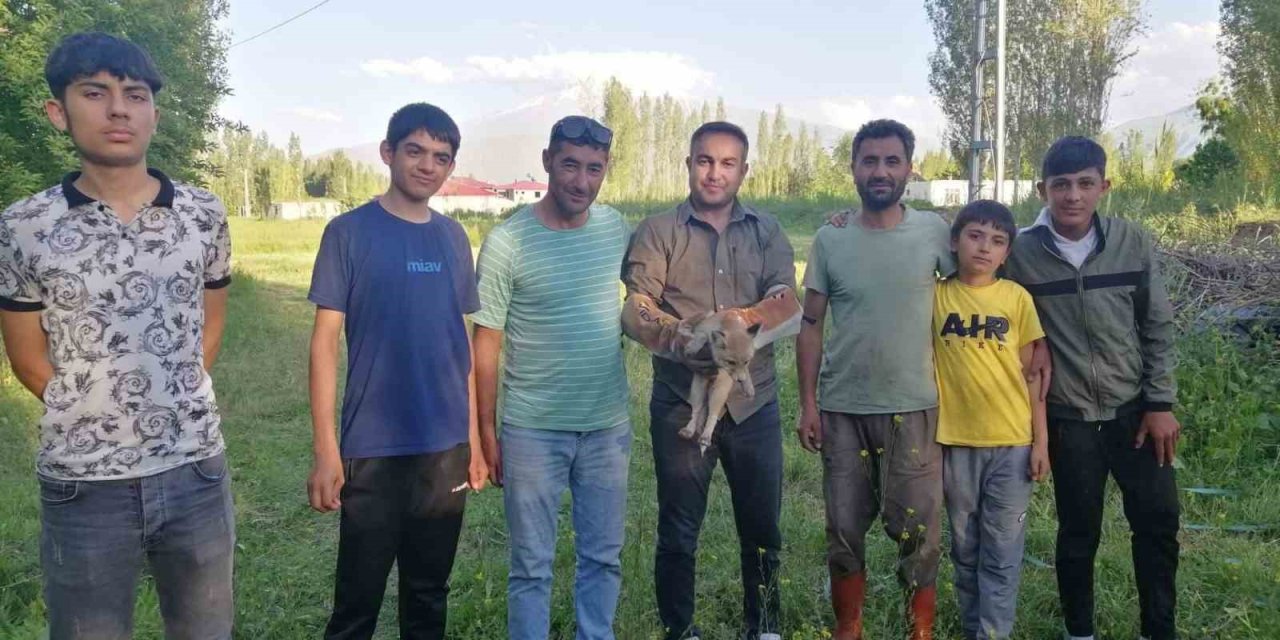 Yardıma muhtaç halde bulunan tilki doğal yaşamına kavuşturuldu