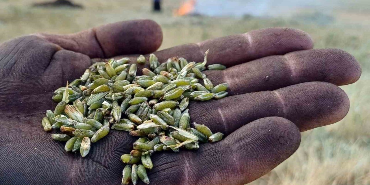 Gaziantep Araban’da firik sezonu geleneksel yöntemlerle açıldı