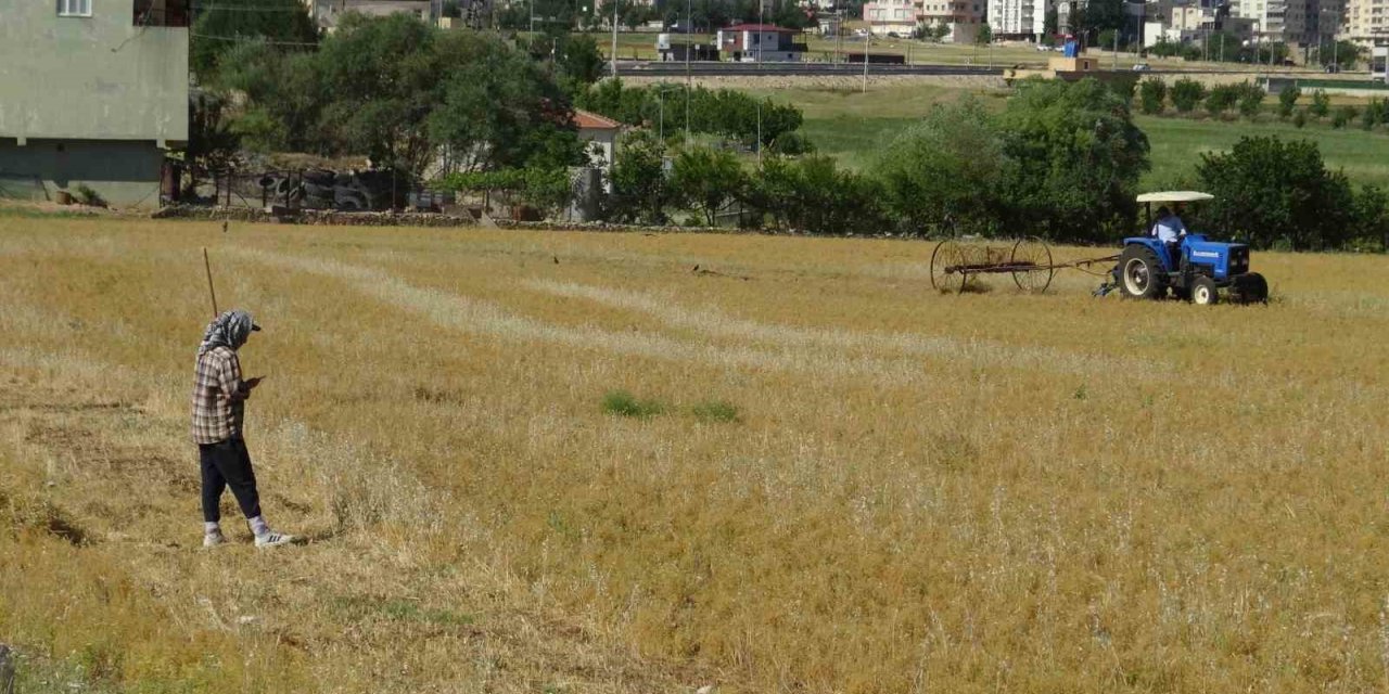 Batman Gercüş’te mercimek hasadı başladı