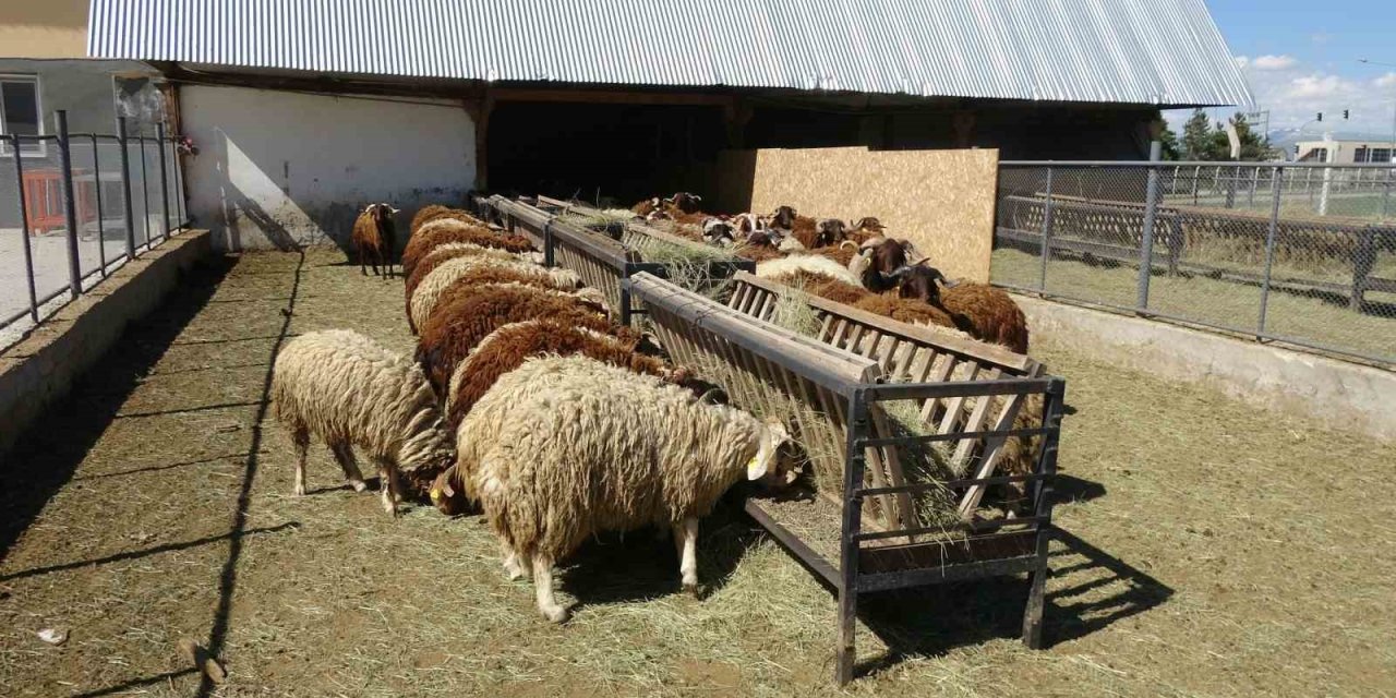Atatürk Üniversitesi koyunculukta büyük ilgi görüyor