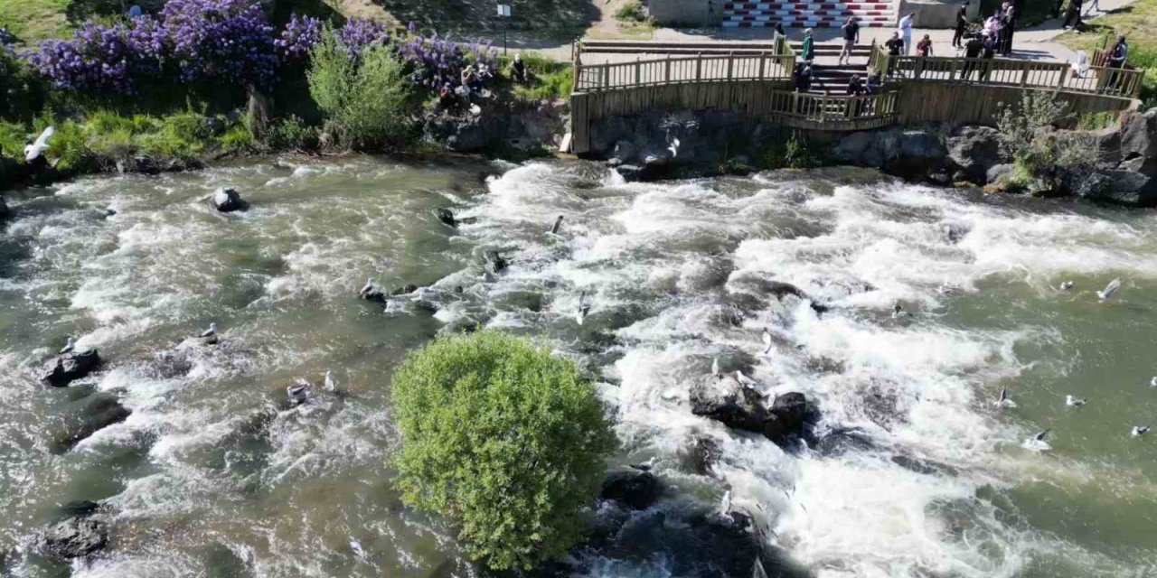 Erciş’te balık göçü doğa şölenine dönüştü