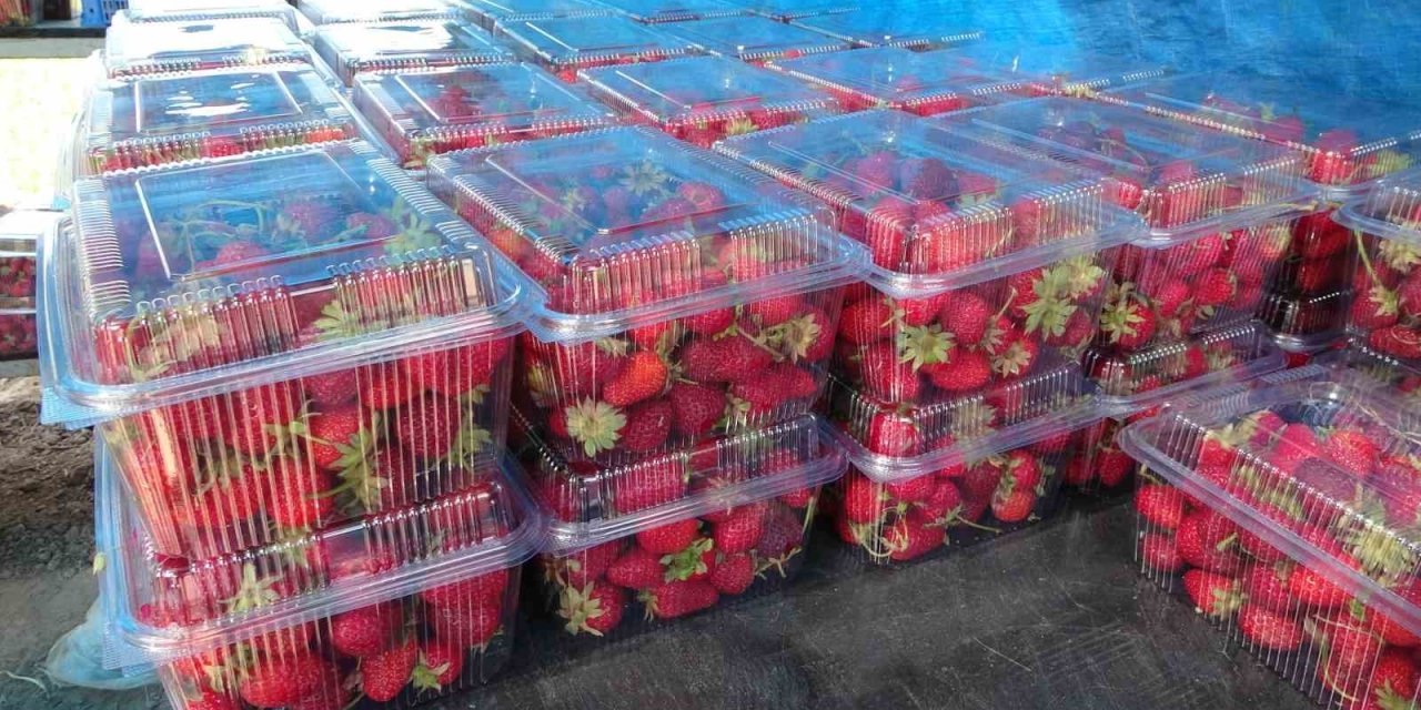 Zirai dona rağmen Malatya’da çilek hasadı başladı