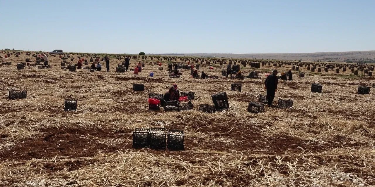 Coğrafi tescilli Araban sarımsağında hasat sürüyor