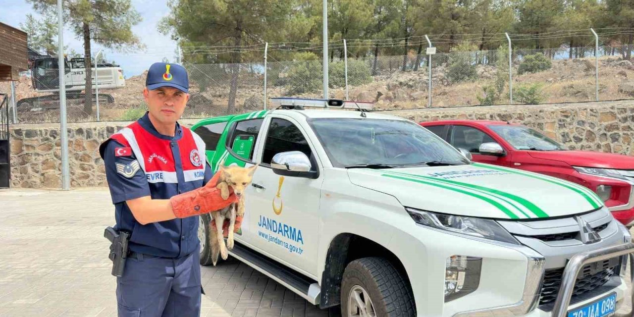 Kilis’te yaralı halde bulunan tilki koruma altına alındı
