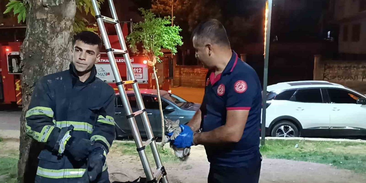 Batman’da ağaçta mahsur kalan yavru kedi itfaiye tarafından kurtarıldı